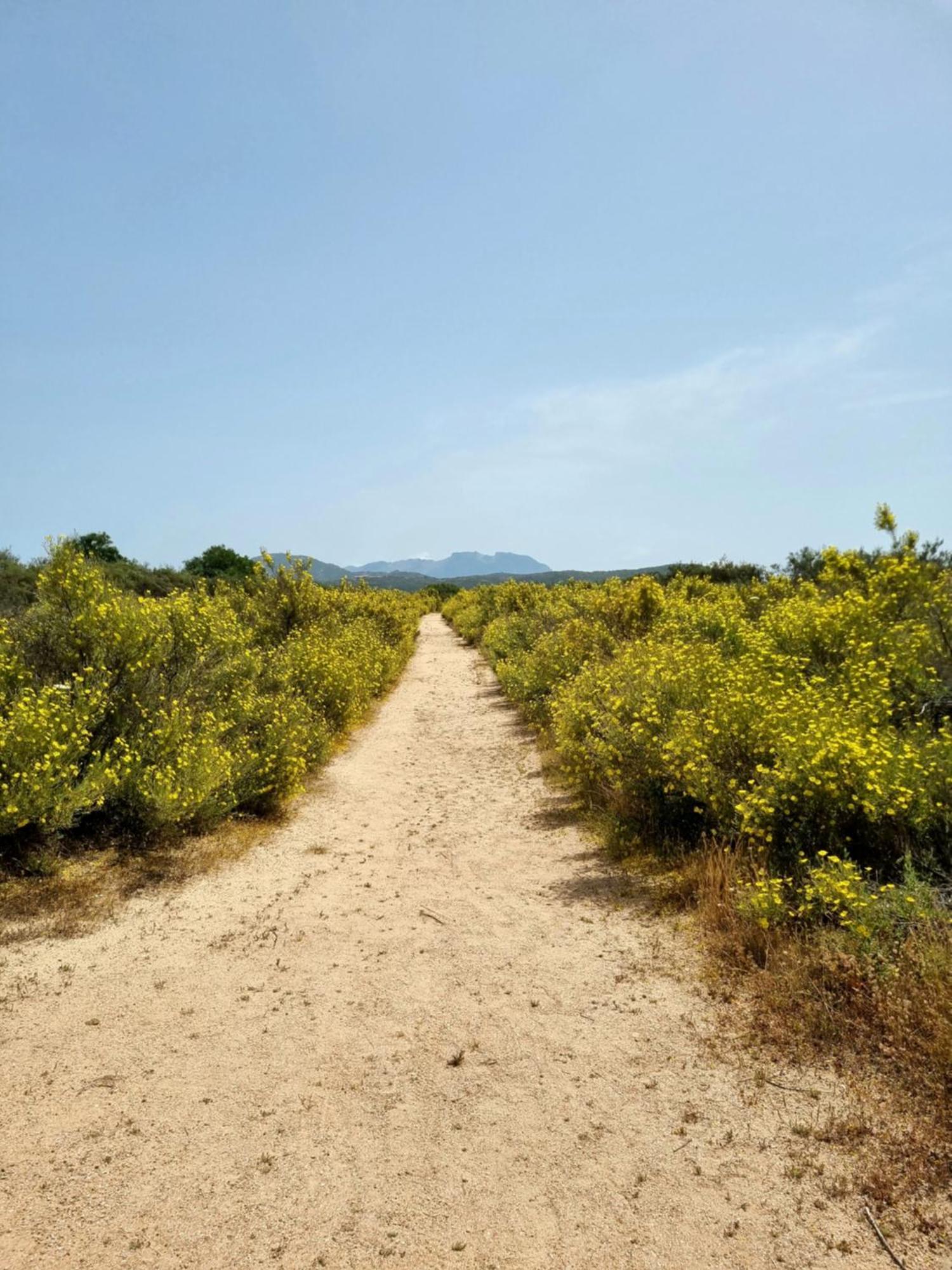 Appartamento Olbia Vecchie Saline Murta Maria Extérieur photo